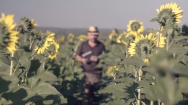Memnun çiftçi ayçiçeği tohumu arıyorum bir ayçiçeği alanda. Çiftçi notlar kitabında yapar.