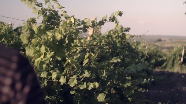 Specialist Planten Controleert Druiven Velden Notities Maakt Het Boek — Stockvideo