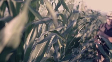 Mısır alanı Çözümleme Notları kitap ile çiftçi