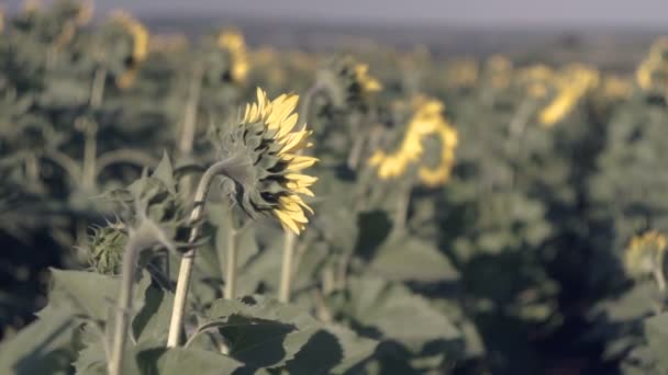 Соняшники Полі Жовті Квіти — стокове відео