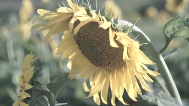 Sonnenblumen Auf Dem Feld Gelbe Blüten — Stockvideo