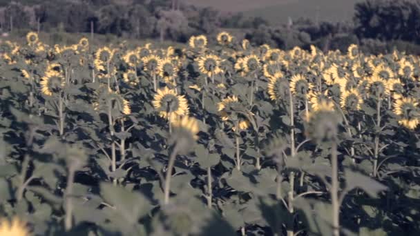 Girasoles Campo Flores Amarillas — Vídeo de stock