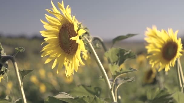 Girassóis Campo Flores Amarelas — Vídeo de Stock