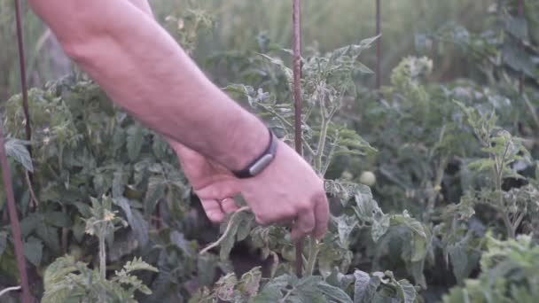 Agricultor Inspeccionado Planta Tomates Jardín — Vídeos de Stock