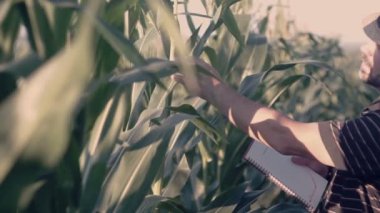 Mısır alanı Çözümleme Notları kitap ile çiftçi