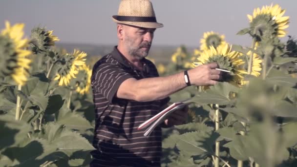 Ικανοποιημένοι Αγρότη Ένα Πεδίο Ηλιοτρόπια Βλέπουν Ηλιόσποροι Αγρότης Κάνει Σημειώνει — Αρχείο Βίντεο