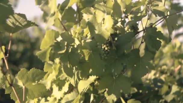 葡萄生长在葡萄园里 白葡萄串挂 — 图库视频影像