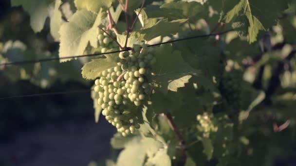 Raisins Poussant Dans Vignoble Des Grappes Raisins Blancs Suspendues — Video