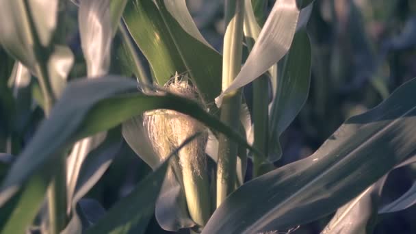 农夫与笔记书分析玉米领域 — 图库视频影像