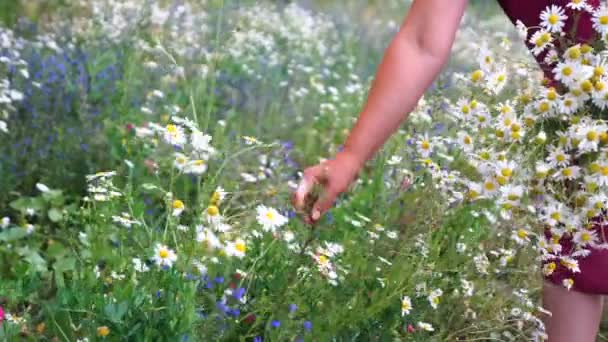 Mãos Mulher Escolhem Flores Margarida Entre Cornflower Campo Verão — Vídeo de Stock