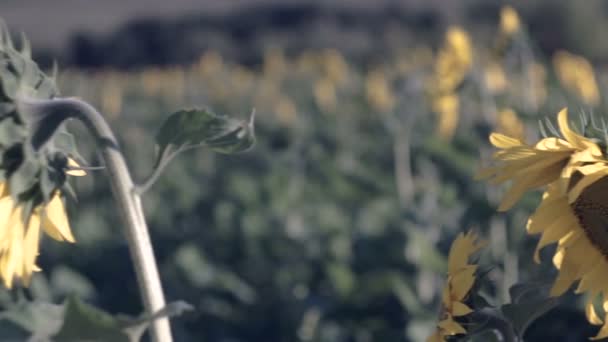 Solrosor Fältet Gula Blommor — Stockvideo