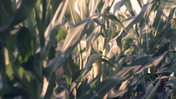 Agricultor Con Libro Notas Analizando Campo Maíz — Vídeos de Stock