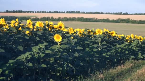 Solrosor Fältet Gula Blommor — Stockvideo