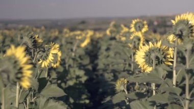 Memnun çiftçi ayçiçeği tohumu arıyorum bir ayçiçeği alanda. Çiftçi notlar kitabında yapar.