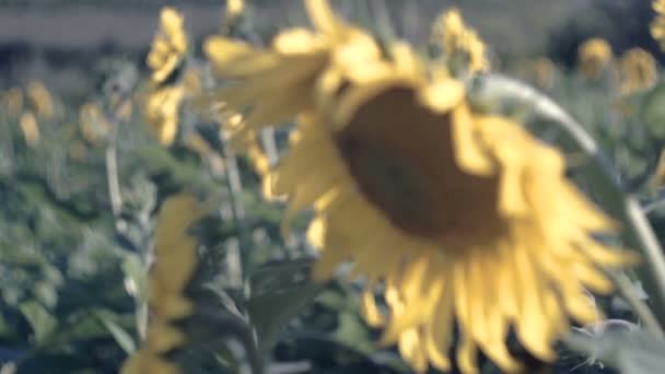フィールド内のひまわりから花粉を集めるミツバチのマクロ — ストック動画