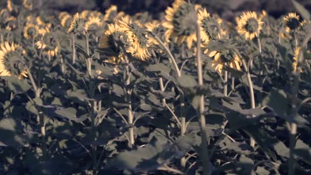 Solrosor Fältet Gula Blommor — Stockvideo