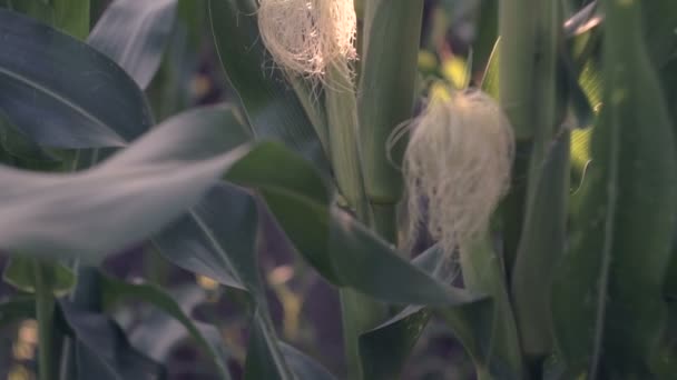 关闭玉米田 幼虫不 许多为收割而种植的永玉米出售给食品厂 — 图库视频影像