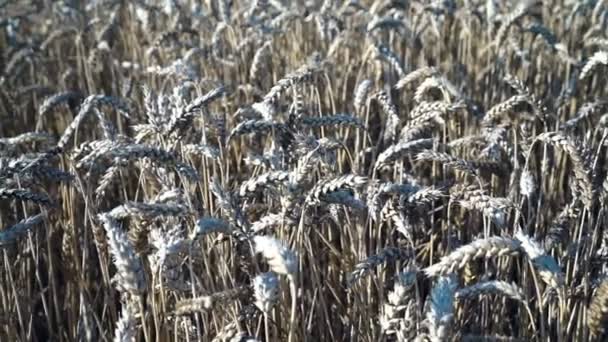 Golden Wheat Suny Day — Stock Video