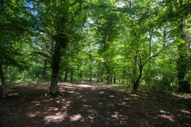 suny gün yeşil ormanda