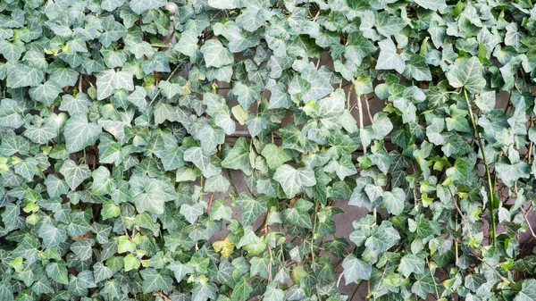 yeşil duvar ve arka plan için ahşap yerde bırakır