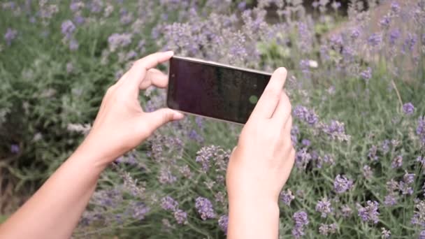 Woman taking pictures of Lavender on a Smartphone. Close up.