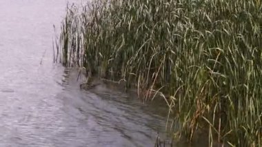 Sazlık Nehri