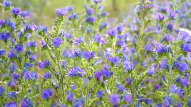 Kır çiçekleri ile renkli alan arka plan