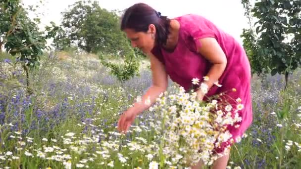 Mujer recoger flores de margarita en el campo de verano . — Vídeo de stock