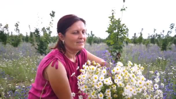 Mulher pegar flores da margarida no campo de verão . — Vídeo de Stock