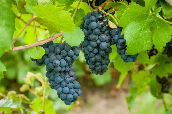 Röda druvor på vingården — Stockfoto