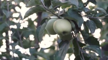 Yeşil elma dalı. Elma ağacı üzerinde.