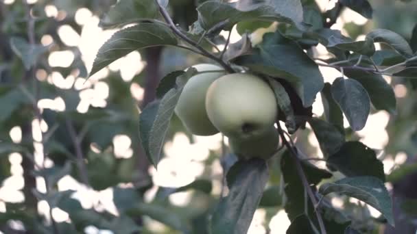 Groene Appels Tak Appels Aan Boom — Stockvideo