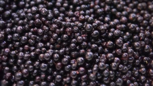 Färska Mogna Vinbär Rotera Wild Berry Färska Svarta Vinbär Skål — Stockvideo