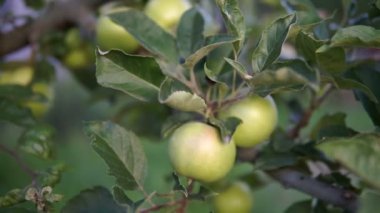Yeşil elma dalı. Elma ağacı üzerinde.