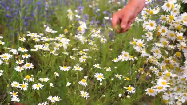 Kvinna Händer Plocka Daisy Blommor Mellan Blåklint Sommaren Sätter — Stockvideo