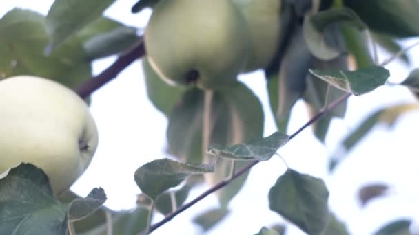 Πράσινα Μήλα Στον Κλάδο Μήλα Στο Δέντρο — Αρχείο Βίντεο