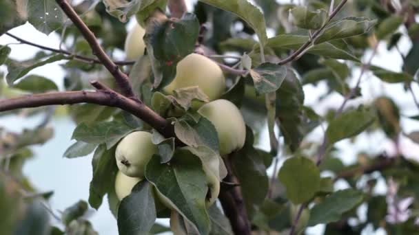 Yeşil Elma Dalı Elma Ağacı Üzerinde — Stok video