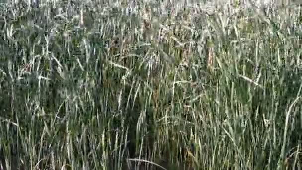 Champ de ruée dans le vent 
