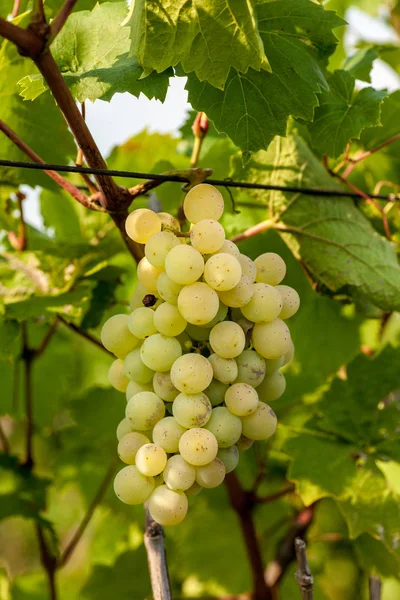 Valkoiset Viinirypäleet Melonta Pensas Kauniina Päivänä — kuvapankkivalokuva