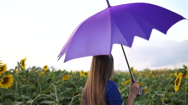 Beautiful Girl Dark Blue Dress Umbrella Field Sunflowers Smiling Beautiful — Stock Video