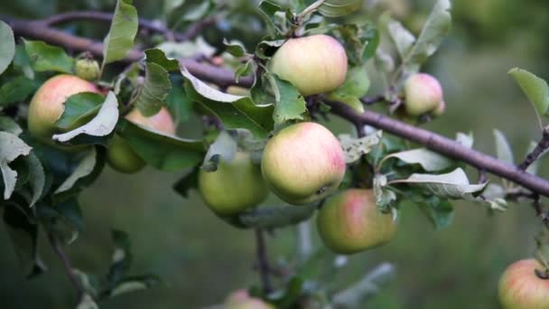 Manzanas Verdes Rama Manzanas Árbol — Vídeo de stock