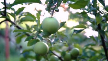 Yeşil elma dalı. Elma ağacı üzerinde.