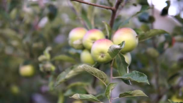在树枝上的青苹果 树上的苹果 — 图库视频影像