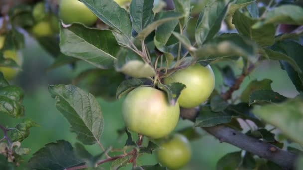 枝に緑のリンゴ 木の上のりんご — ストック動画