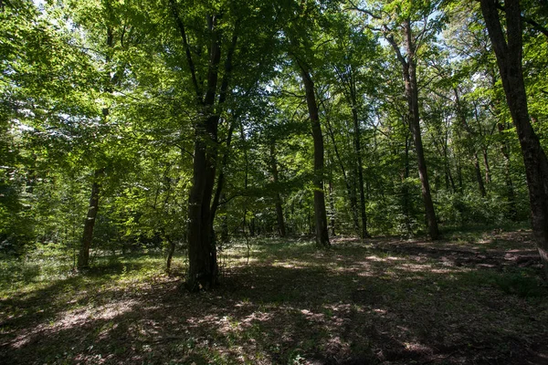 Prachtig Groene Bos Suny Dag — Stockfoto