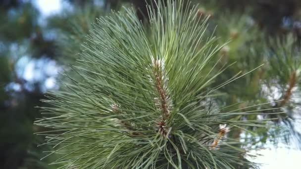 Gros Plan Sur Fond Des Branches Sapin Noël Arrière Plan — Video