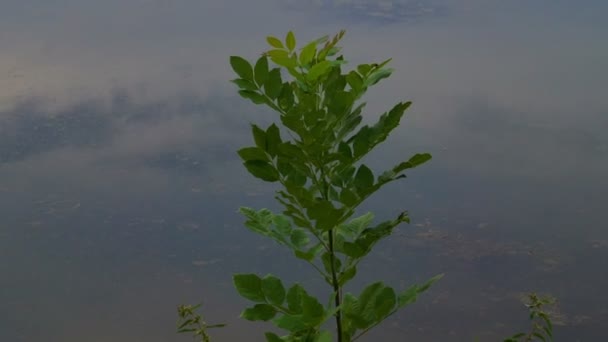 Sommar Landskap Med Floden Dnjestr Floden Moldavien — Stockvideo