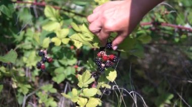 Kadının elleri Böğürtlen toplama. Full Hd