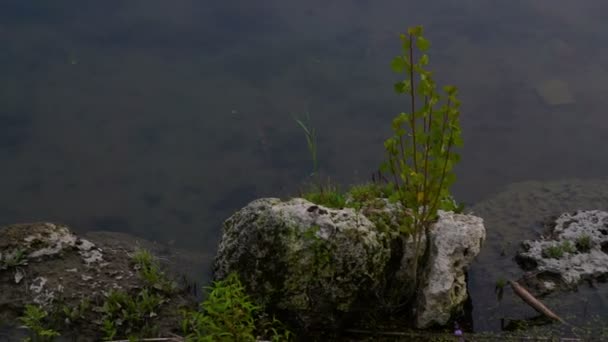 夏天的风景与河 摩尔多瓦德涅斯特河河 — 图库视频影像