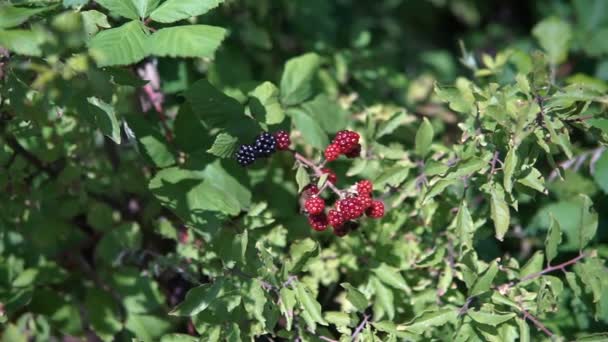 Frauenhände Beim Sammeln Von Brombeeren Zeitlupe Full — Stockvideo